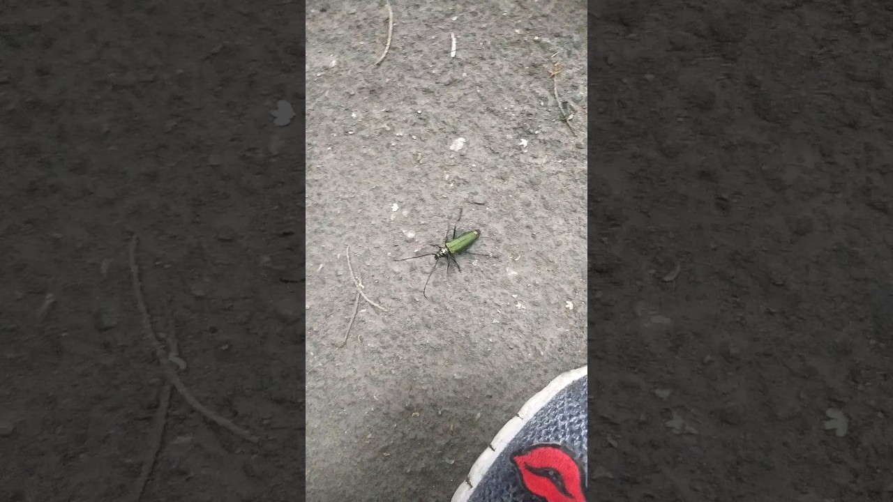 4то за жук такой?!🐞В Москве, СВАО, Свиблово, 12 июля 2023 года