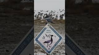 Belted kingfisher making sure everyone obeys the sign 😄 delta BC 🇨🇦 2 March 2026