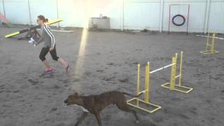 Dog Agility: Jumps and Teeter Sequence with Tight Turns