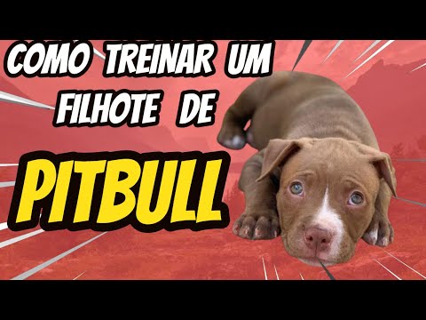 Vídeo: Como Treinar um Filhote Pit Bull