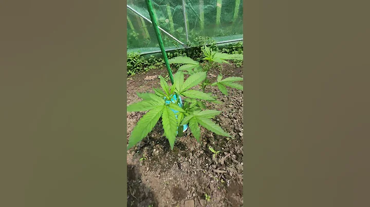 2025 outdoor grow 🪴☀️ #cannabis #outdoor #howtogrowcannabis #green #cannabiseducation #cannabisheals