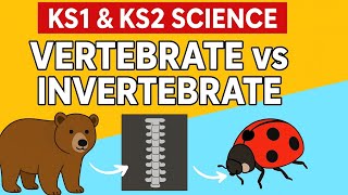 Ks1 Ks2 Science Vertebrate Vs Invertebrate Lesson For Children