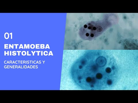 Video: Wo kommt Entamoeba histolytica vor?