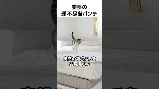パパなんも悪いことしてないのに😂 #元野良猫のささみとホルン #猫 #猫パンチ