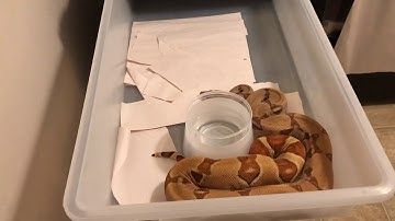 Episode 139 Vivarium electronics caging that I use