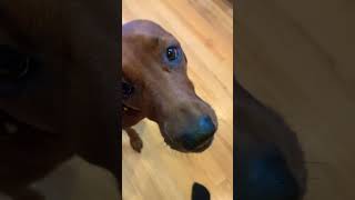 Wonderful sounds of a redbone coonhound yelling at you