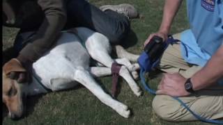 How to Hobble a Dog and Use "Wolf Quick Muzzle"