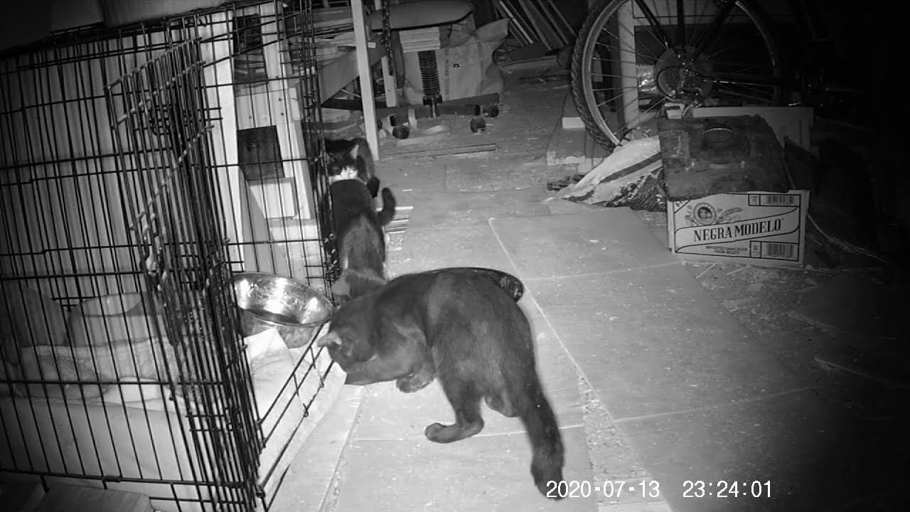 Barn Cat Pulls A Mouse Right Out From Under His Cage 