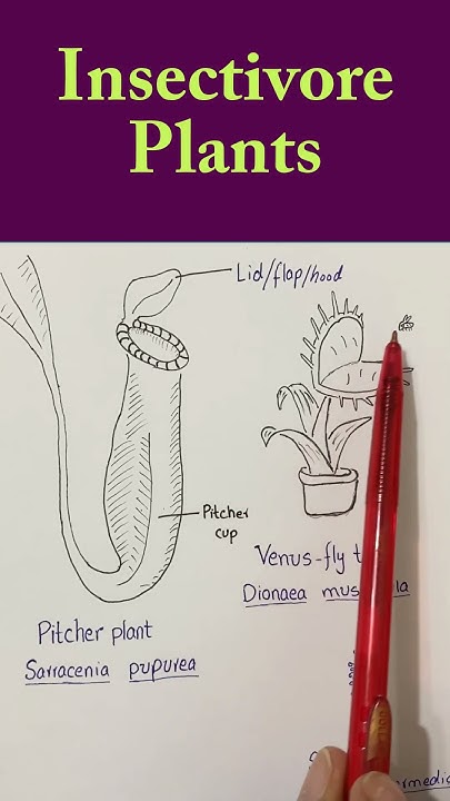 Nutrition In Insectivorous Plants short neetbiology YouTube nutrition-in-insectivorous-plants-short-neetbiology-youtube