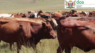 Meet Mohlobani Mongoato…Working alongside his father on their Hanover farm, #FarmingLegacy #cow 