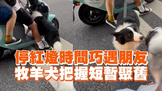 牧羊犬停紅燈巧遇朋友！抓緊時間短暫聚舊😆｜寵物動物｜邊境牧羊犬｜精選影片