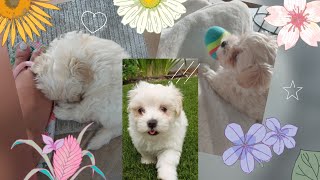 Welcoming Home Our First Puppy!! 🤗 (Female Maltipoo) #vlog | The Crafty Panda