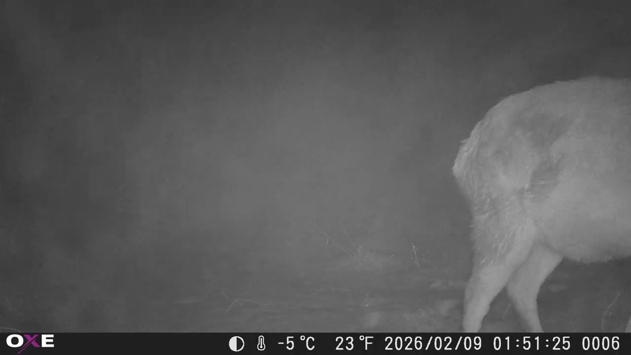 Fotopast Vyoká Krušné Hory únor 2026