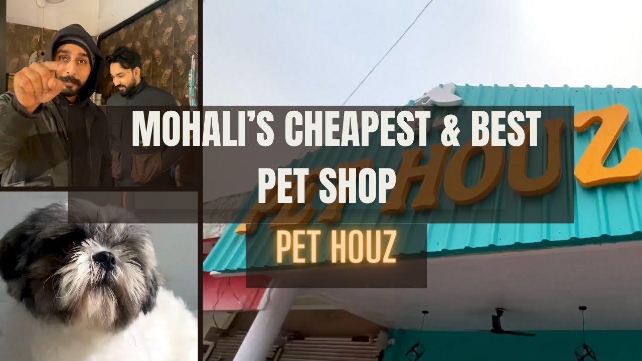 FIRST VLOG MOHALI’s CHEAPEST PET SHOP PET HOUZ HARVEL BRAR YouTube