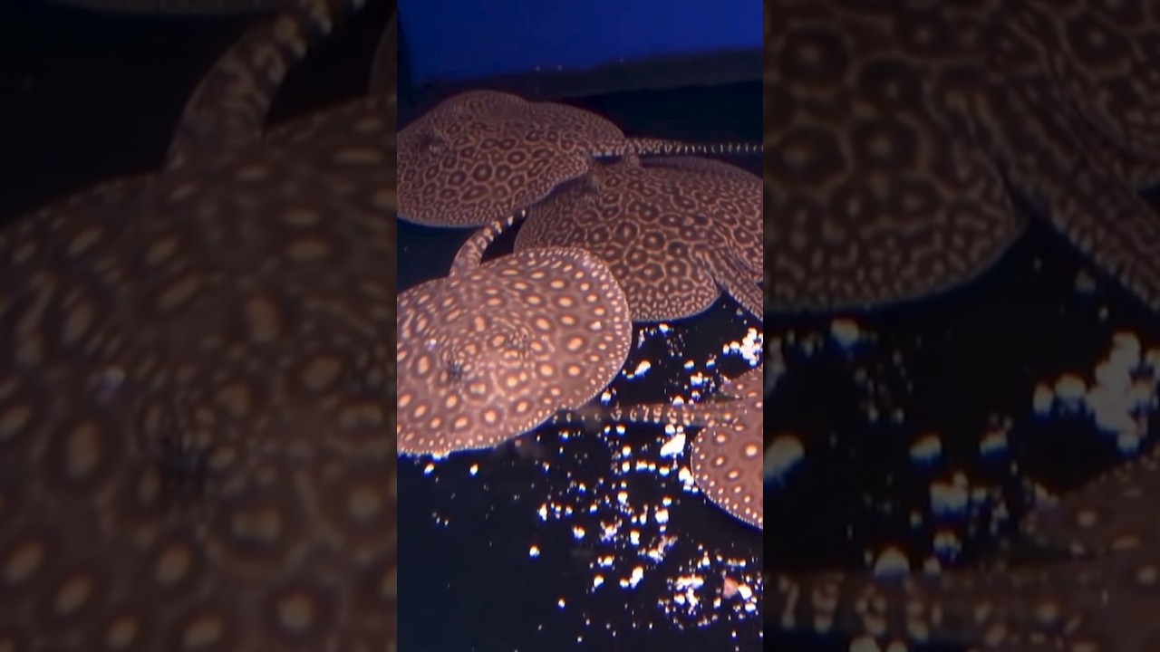 Les Raies d’eau douce ! Vidéo complète sur YouTube ! 7 poissons achetés — free download