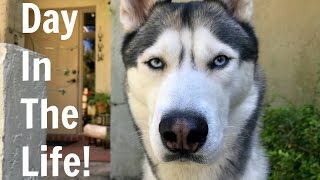 A Day in The Life of A Husky In Less Than 2 Minutes!