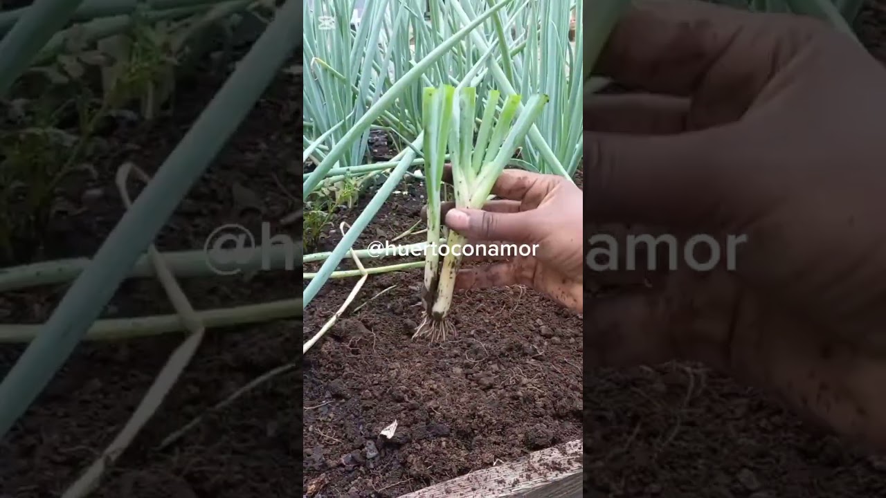 ¿Sabes como sembrar cebolla larga o cebollín? #huerto #organico #cebolla #huertaencasa