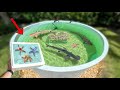 Adding Saltwater Invertebrates To My Backyard Pond!!