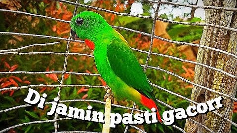 suara serindit pikat cari lawan di hutan ...!!!
