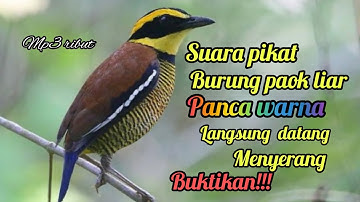 SUARA PIKAT BURUNG PAOK PANCAWARNA ALAM LIAR 💯% AUTO NYAUT MP3 RIBUT