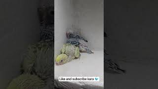 bajri parrot ke Chick 🐣🐣🐣 kese Lage batao