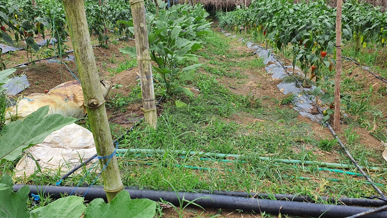 DRIP IRRIGATION SYSTEM SETUP ADVANTAGES || ATSALONG SETUP