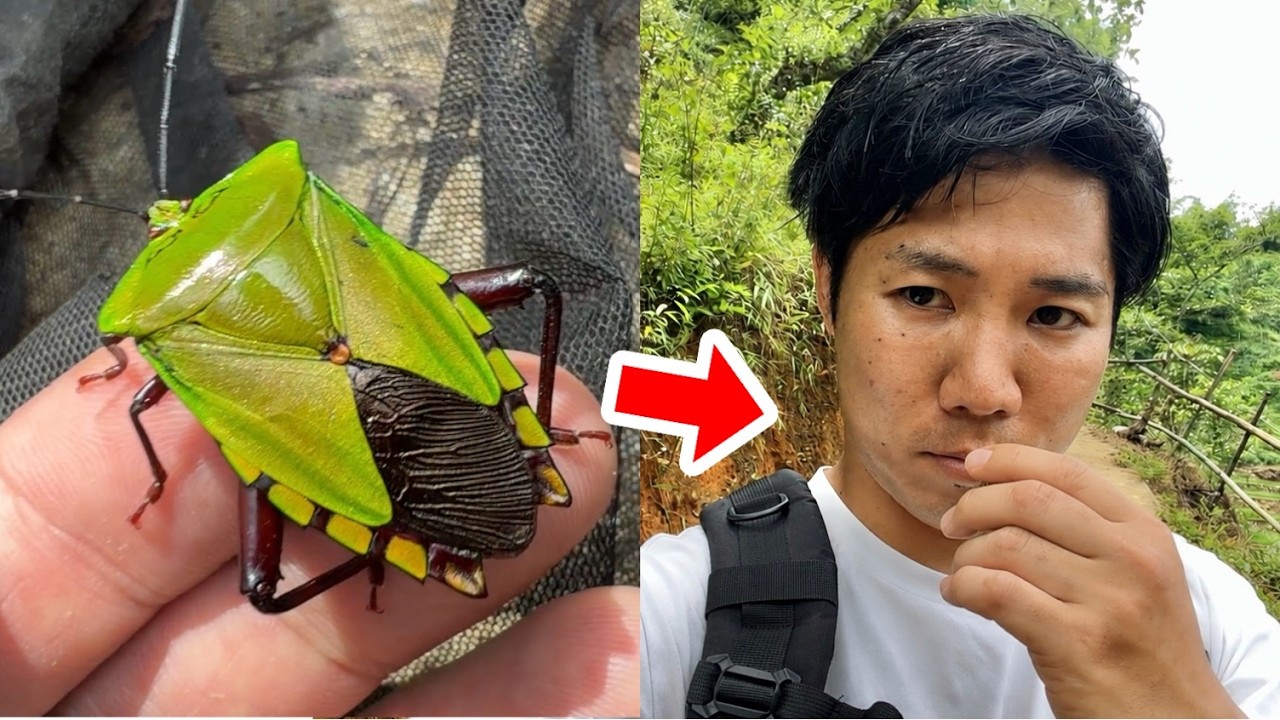 ベトナムの山奥で発見した巨大カメムシを嗅いでみた結果・・・