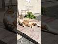 A Journey to Japan’s Most Famous Cat Island. #shorts #catlovers #catisland