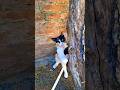 😸 #cat #meow #gatos #miau #animals #prettycat #prettycat #cute #animalshorts #shorts #michis