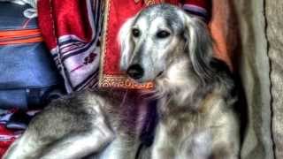 Spock's Beard-Ghosts of Autumn - Na senda de Gil Pais IV Instantaneos da feira medieval