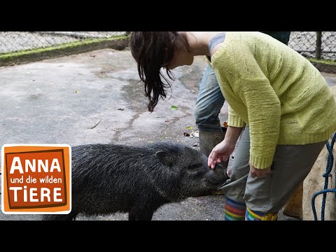 Video: Können Pekaris domestiziert werden?