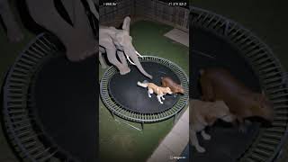 Animales en TRAMPOLIN? *Salen VOLANDO*