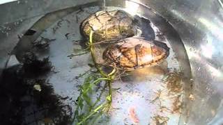 Kinosternon Scorpioides Mud Turtles Jonas & Parel