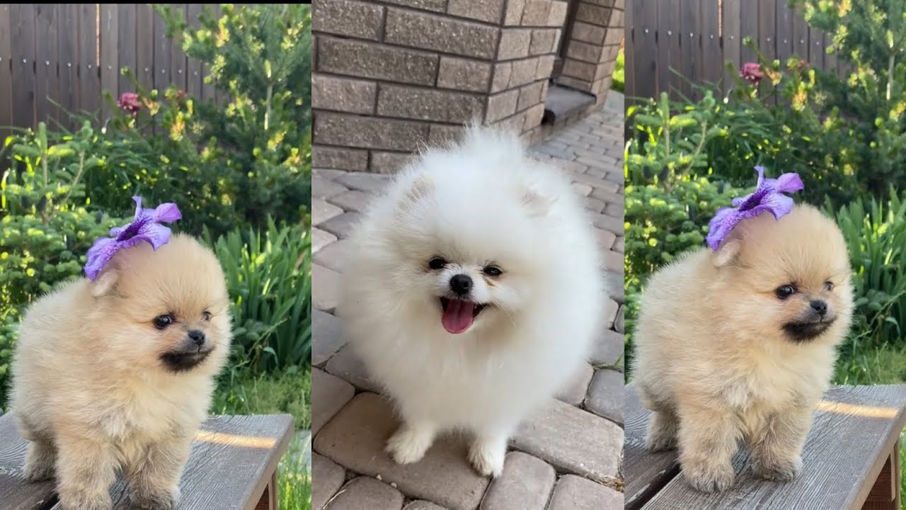 cutest dog and cat ll funny video ll cute dog comedy video - YouTube
