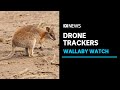 Drones used to track and protect endangered wallabies  abc news