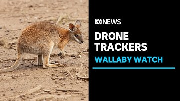 Drones used to track and protect endangered wallabies | ABC News