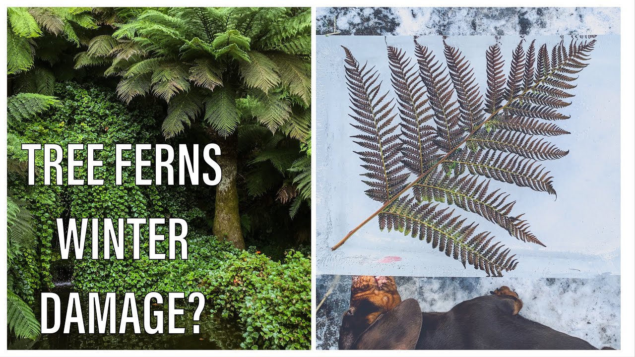 UK Tree Ferns Winter Freeze Damage? YouTube
