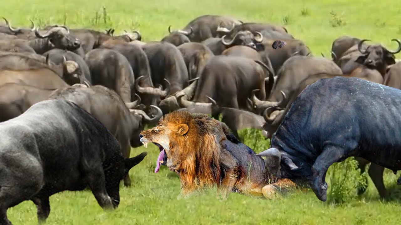1 Lion Vs 100 Buffaloes! Lion Was Tortured To Death When He Fell Into The  Siege Of 100 Buffaloes - YouTube