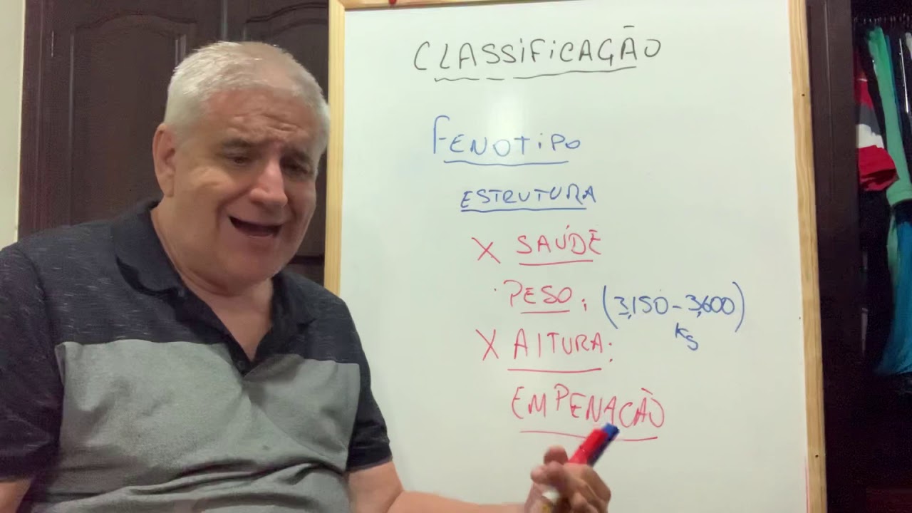 Galos combatentes - Como eu classifico minhas aves.