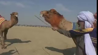 Pakistani Camels | Layyah Dangal | Camel Mela | Hum Saraiki