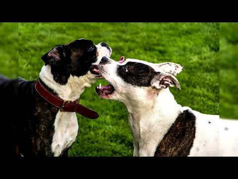 Video: American Staffordshire Terrier Cane Di Razza Ipoallergenico, Salute E Durata Della Vita