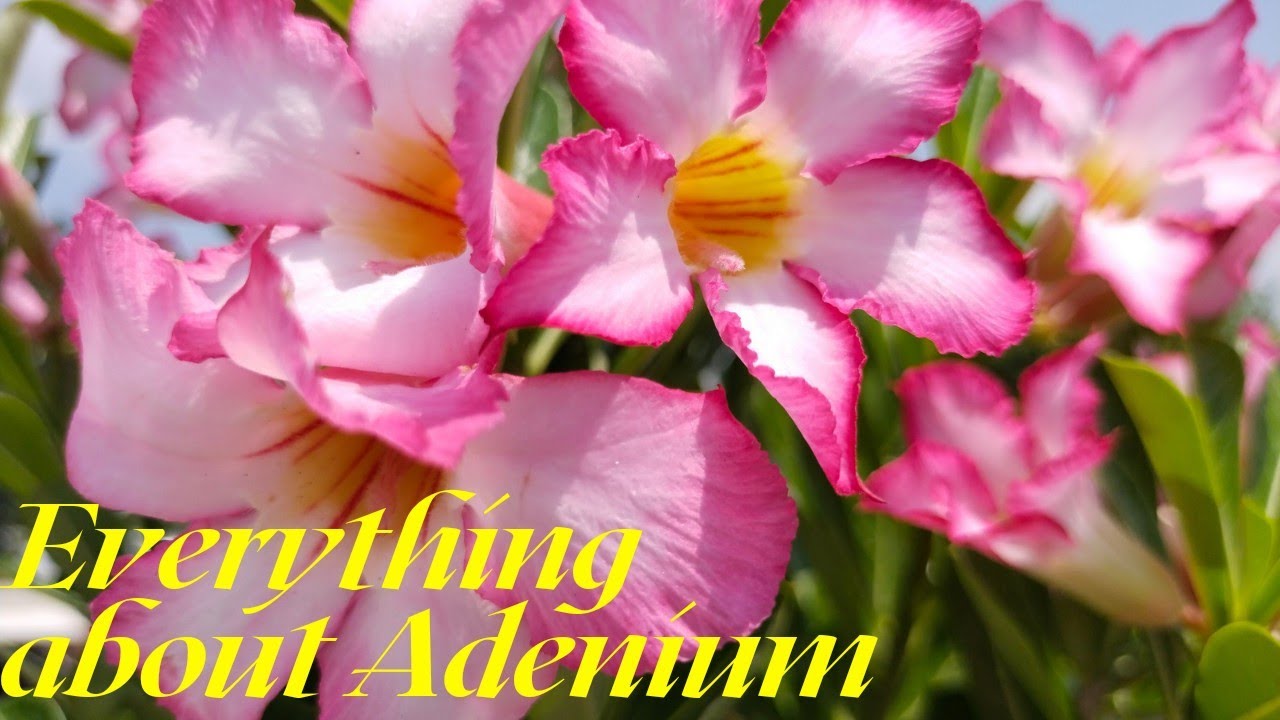 Full Care Of Adenium Plant (watering/fertilizer/soilmix/propagation