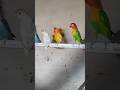 Lovebirds #fischer #lutinolovebirds #albinolovebirds #personata #parblue #decino #fancychickens