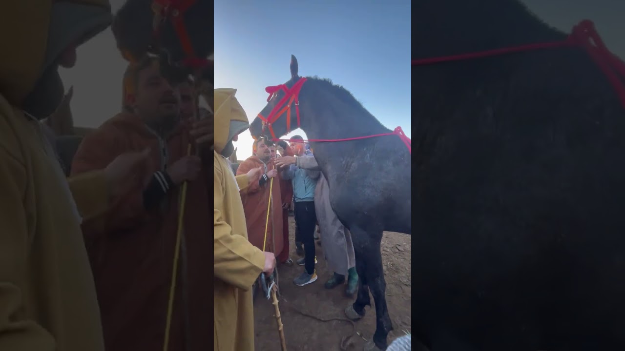 17 فبراير 2026