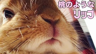 うさぎの可愛い口元をギリギリまでアップしてみたら凄かった #591