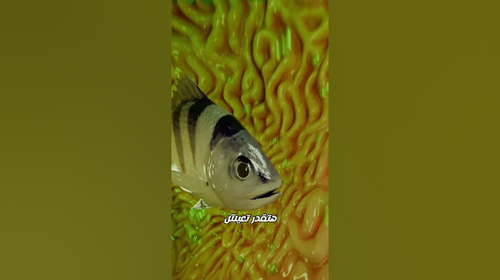 هيحصل ايه لو بلعت سمكة حية 😲!