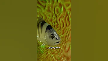 هيحصل ايه لو بلعت سمكة حية 