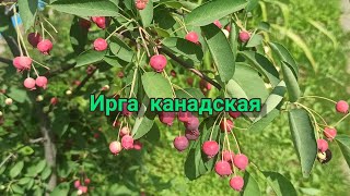 Ирга канадская: «северный виноград», «винная ягода».