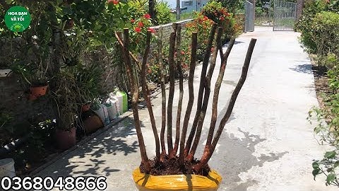 GL.Bụi sim siêu vip.Hàng hiếm.Hoa bạn và tôi