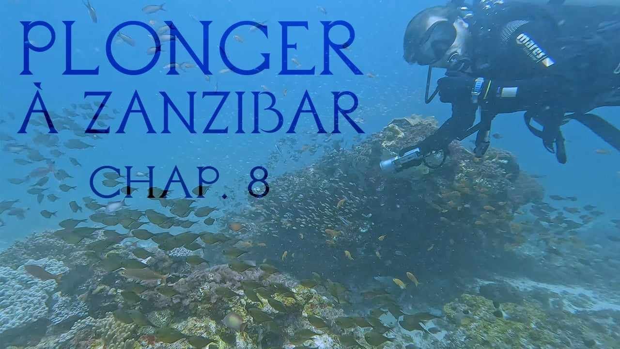 Sous les vagues de Zanzibar : le paradis des plongeurs